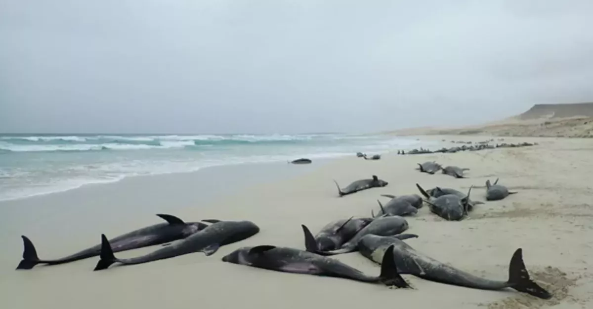 136 Dolphins Found Dead