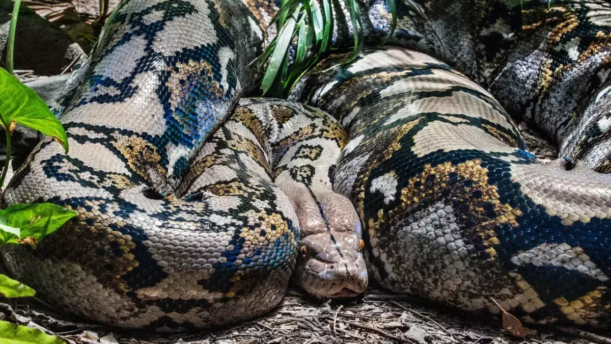 A 23 foot-long python swallowed a woman in Indonesia