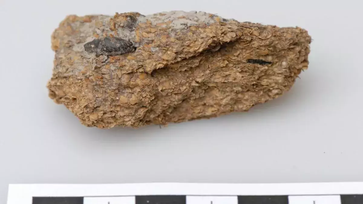 2,700-year -old poop shows ancient Europeans enjoyed beer and blue cheese