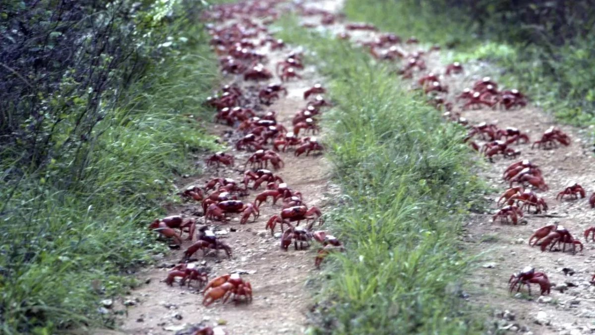 50 million crabs block roads as they migrate to the ocean to breed