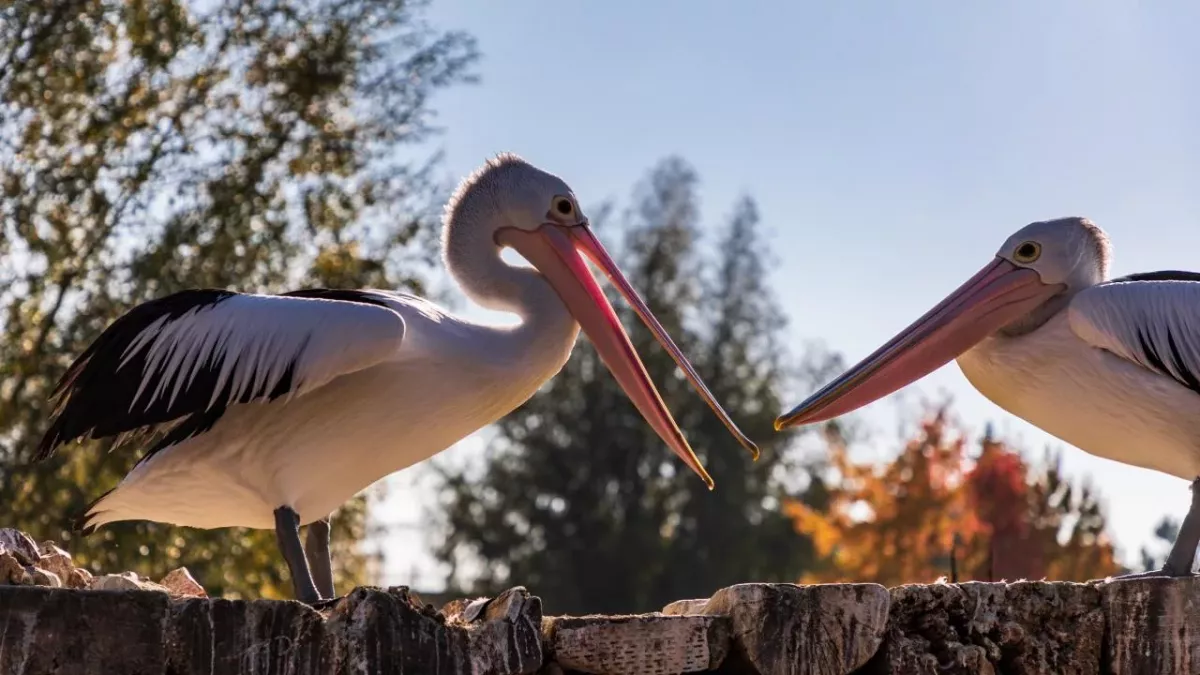 750 pelicans found dead at world heritage site in Senegal 