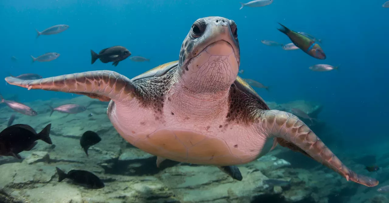 An 8-million-year-old turtle shell was found in Venezuela and it belongs to the largest turtle who ever lived