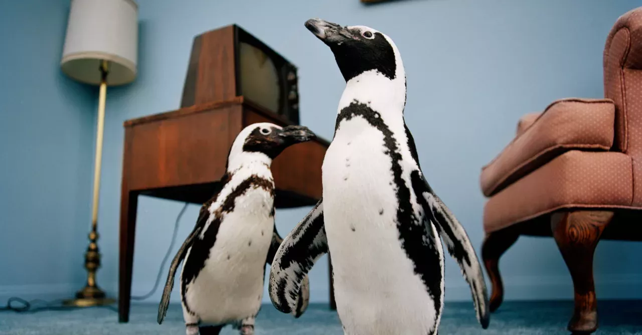 African Penguin