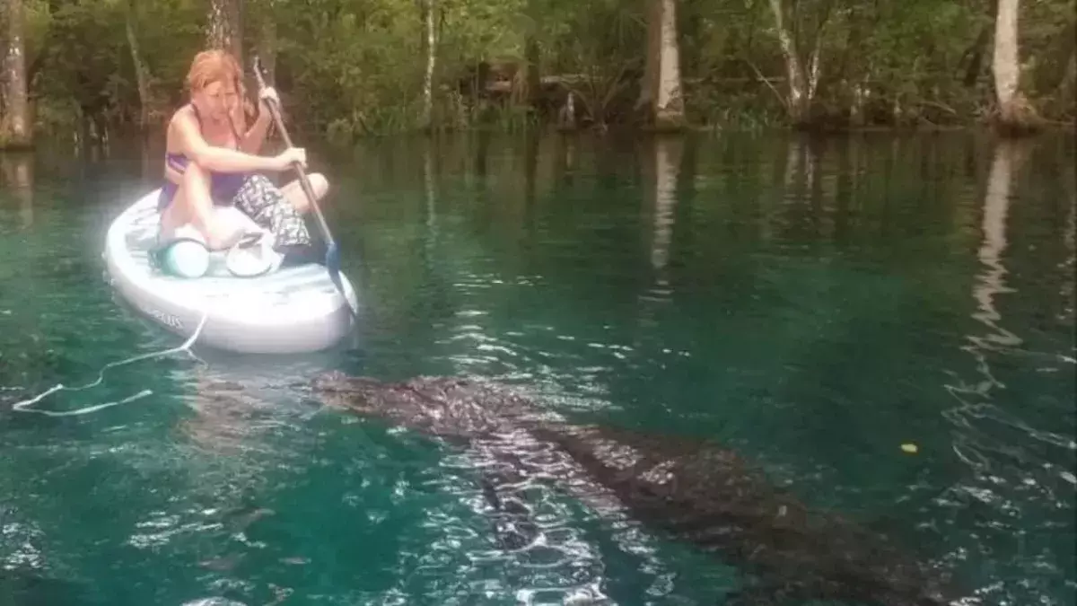 Alligator attack
