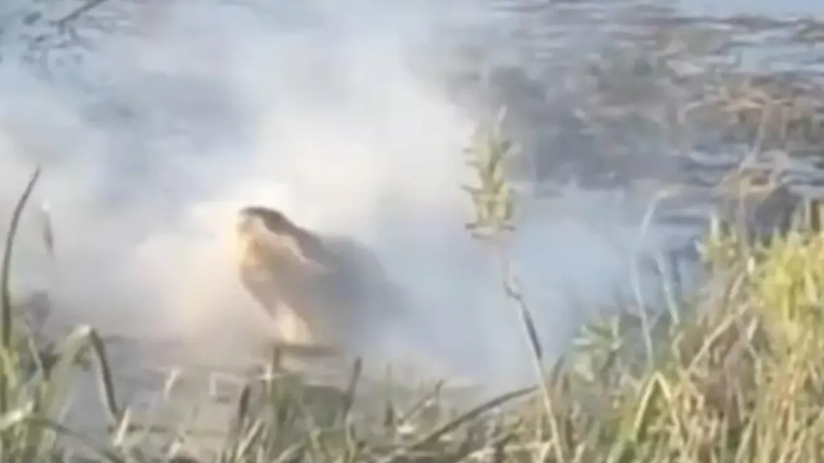 Alligator eats drone