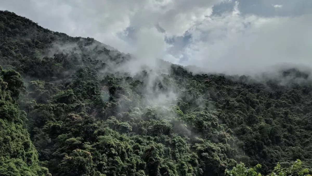 The Amazon rainforest is now releasing more carbon pollution than it absorbs