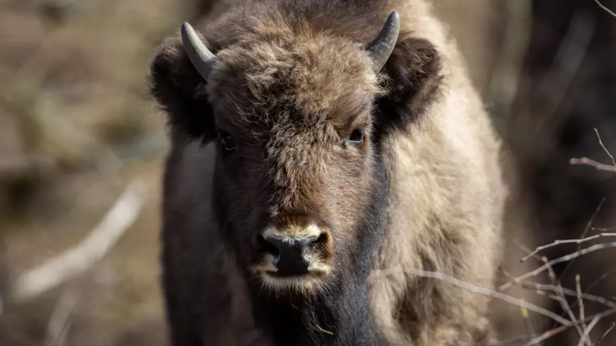 In America, 45,000 hunters are preparing to kill 12 bisons