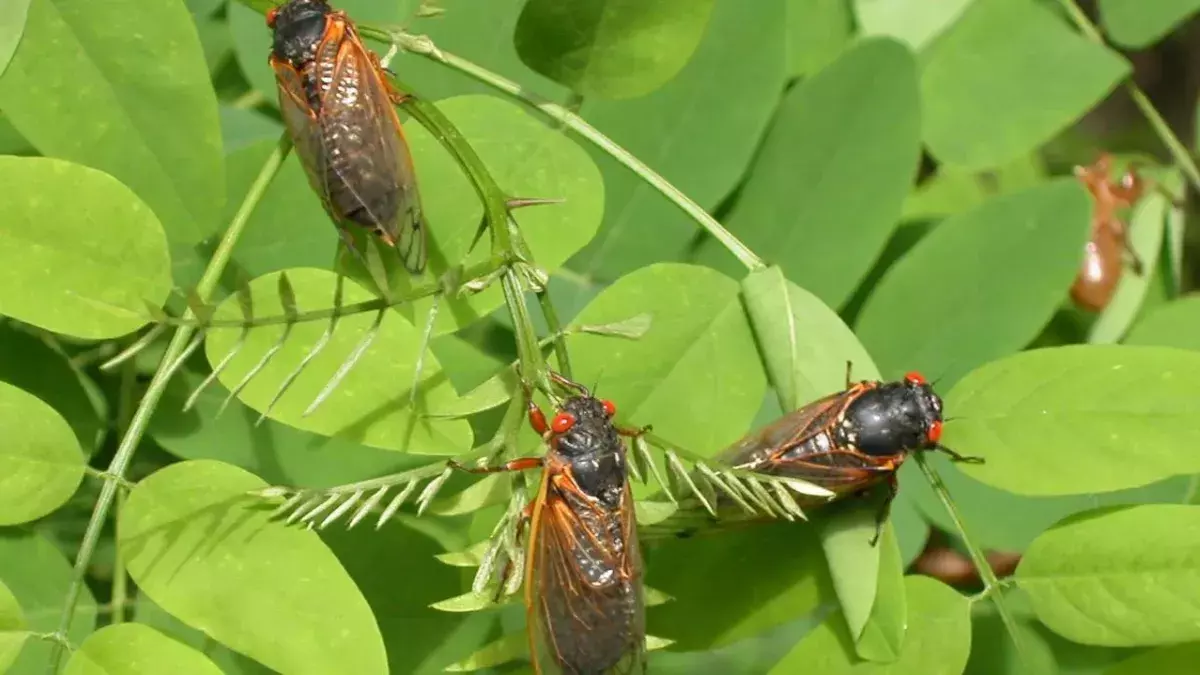 Americans are bracing for Brood X, the largest cicada invasion in 17 years