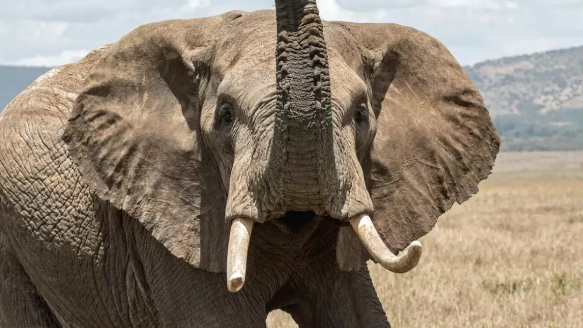 Angered elephant destroys tourists’ vehicle during a safari