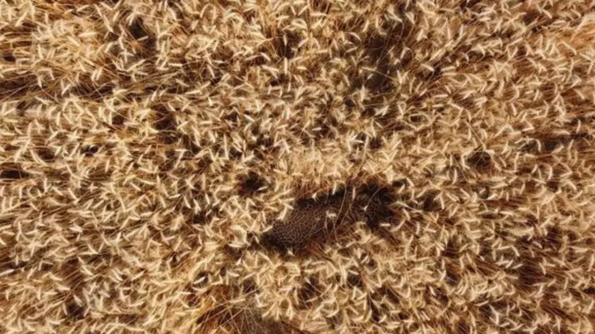 An animal is hidden in this picture, will you be able to find it? 