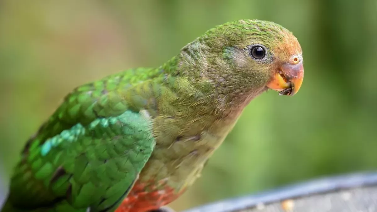 Animals are evolving to cope with the climate crisis