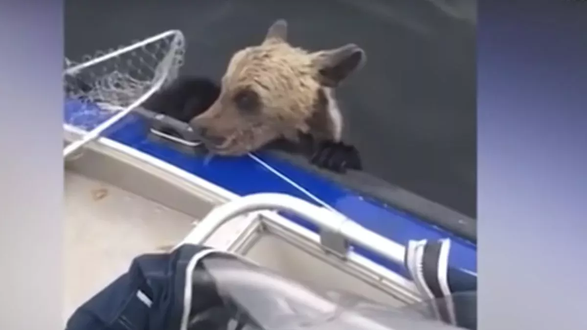 Baby bear reaches out for help