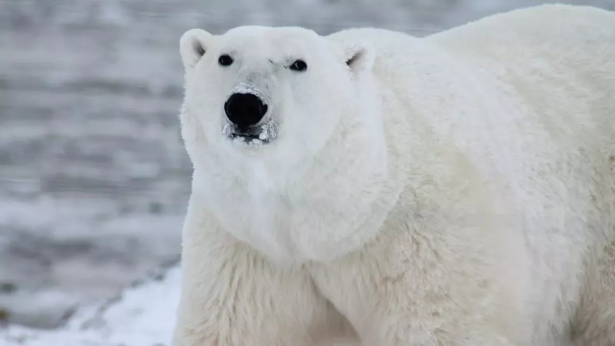 Bear