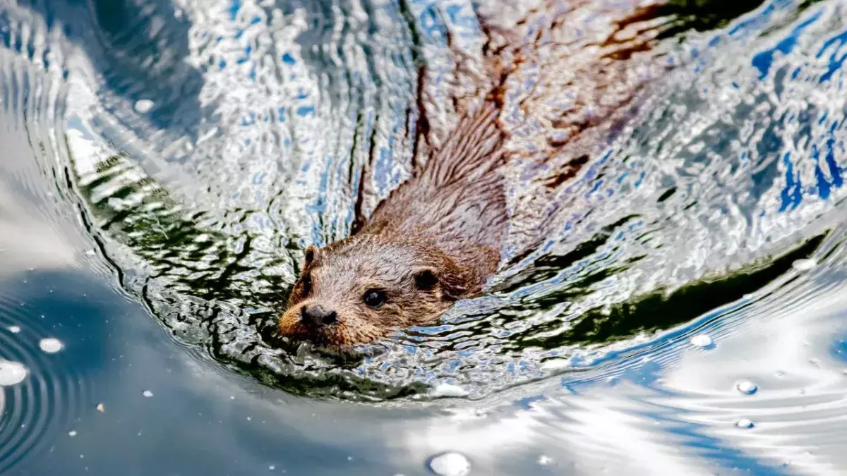 Beaver mauls and almost kills elderly man in freak rabid attack