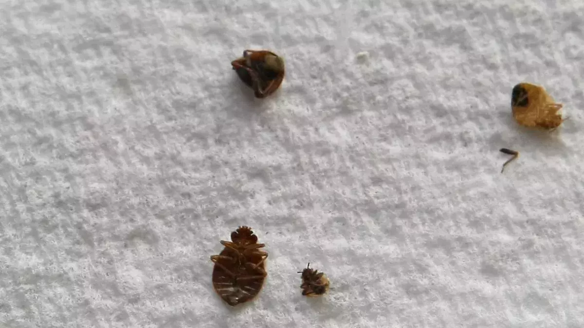 Bedbugs