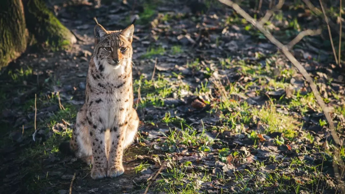 A beekeeper managed to film a dozen animal species over three years using a hidden camera