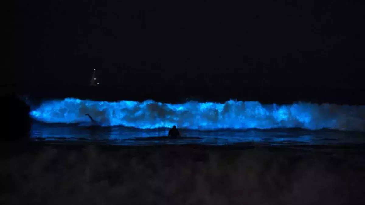 Bioluminescent Waves