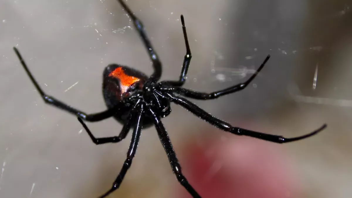Black widow spider