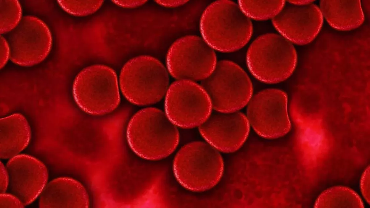 Blood