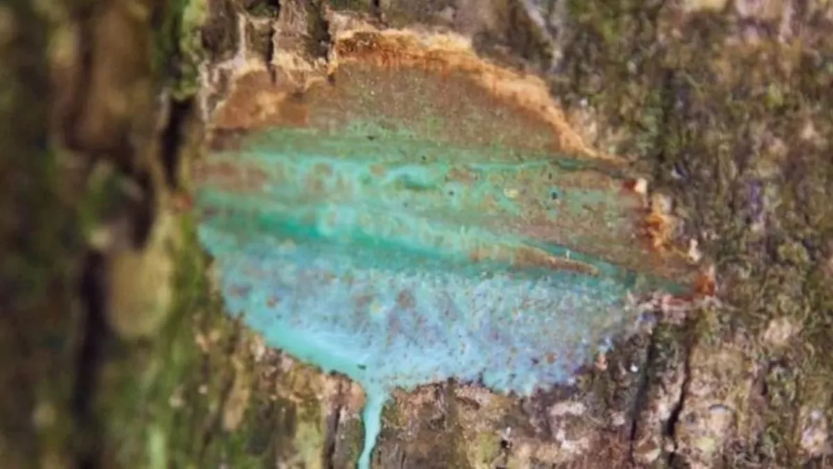 Blue Green metallic sap