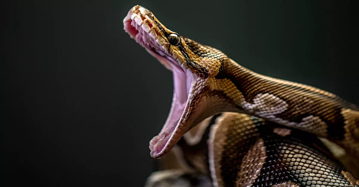 Boa Constrictor
