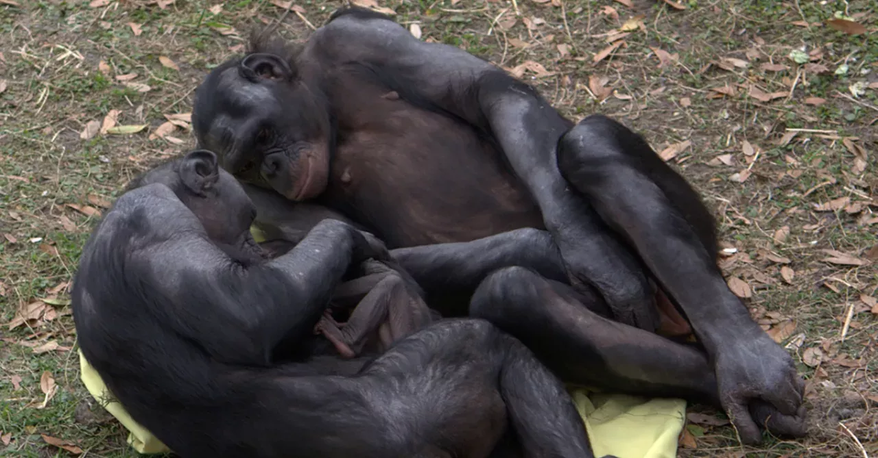 bonobos