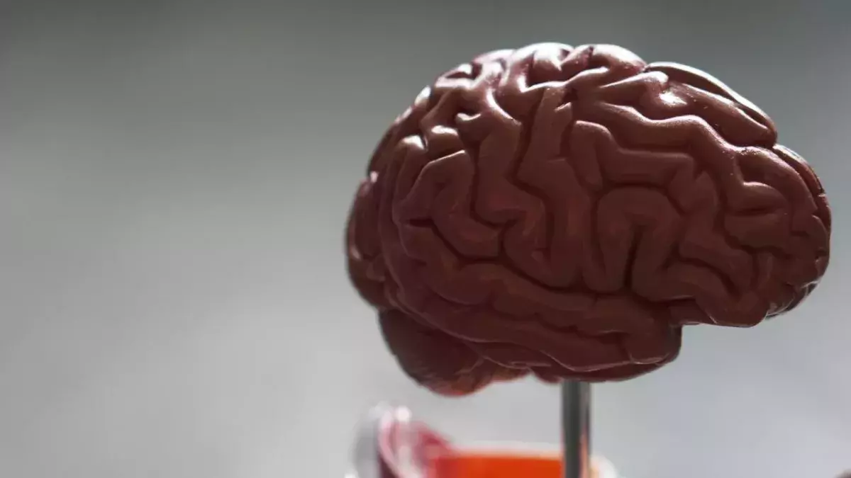 Brain 