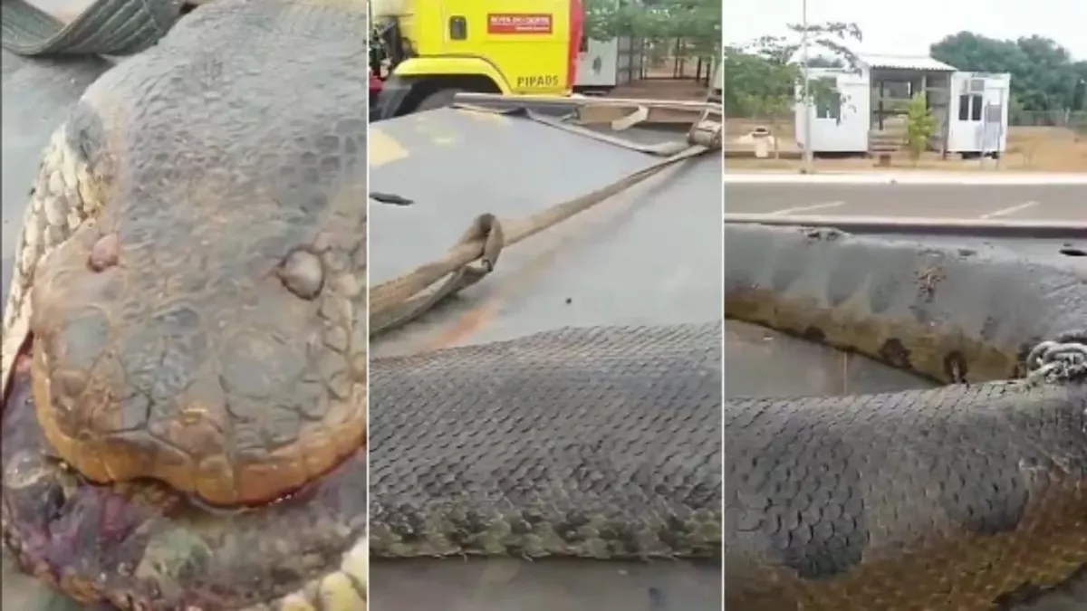 Brazilian residents were shocked to discover this 7m long anaconda (VIDEO)