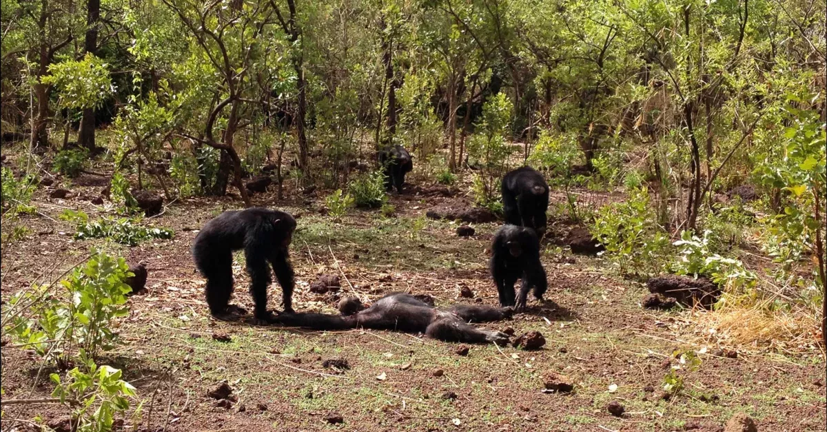 Brutal Footage Shows What Happens When Chimps Turn On Their Leader