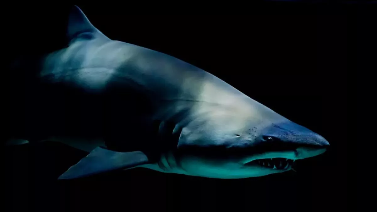 Cannibal shark: Footage of half-eaten zombie shark shocks the internet