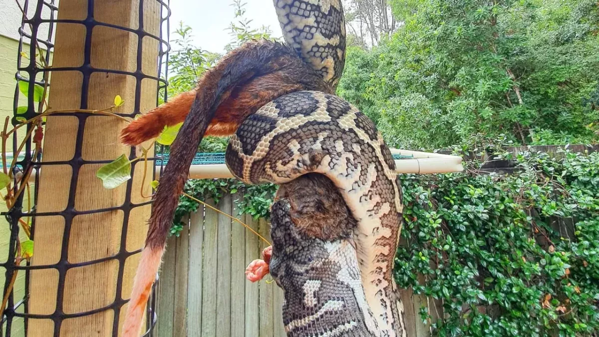 Carpet Python enjoys a possum