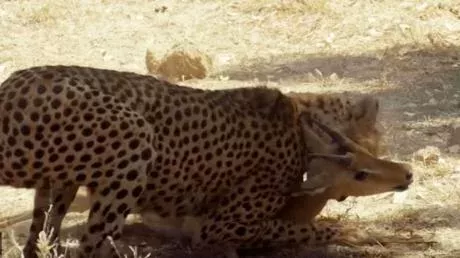 A cheetah's hunting was interrupted by a hyena!