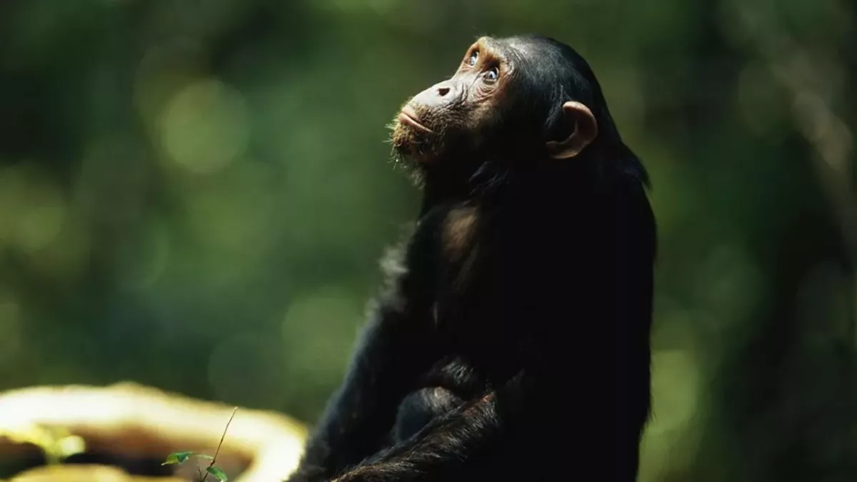Chimp