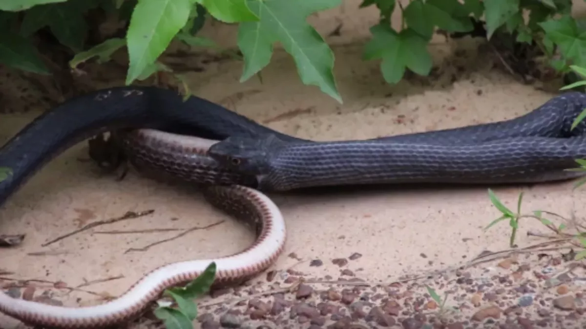 Christopher Reynolds Snake Texas