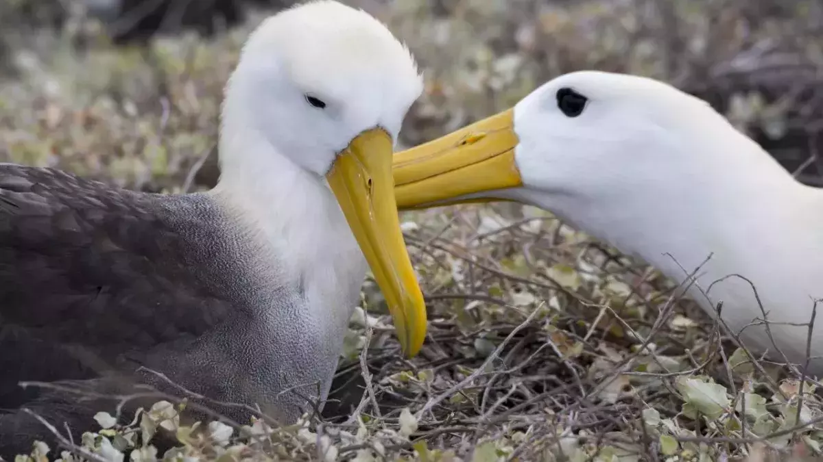 Climate change blamed for spike in ‘divorce’ rate among albatrosses