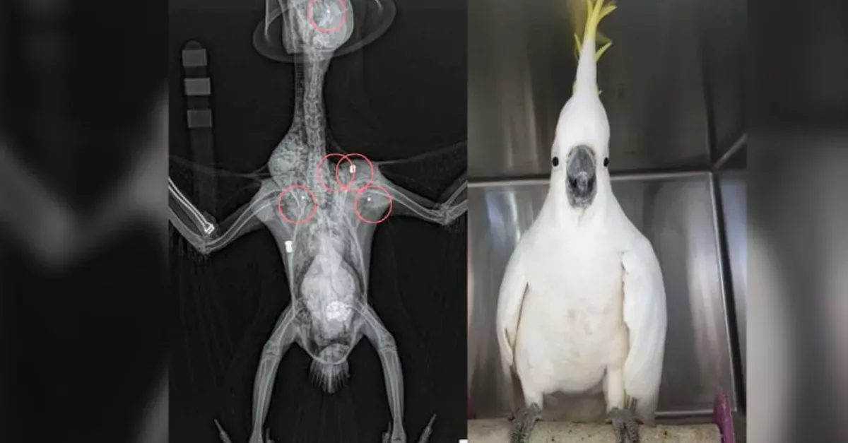 A Cockatoo Miraculously Survives
