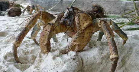 Coconut crab