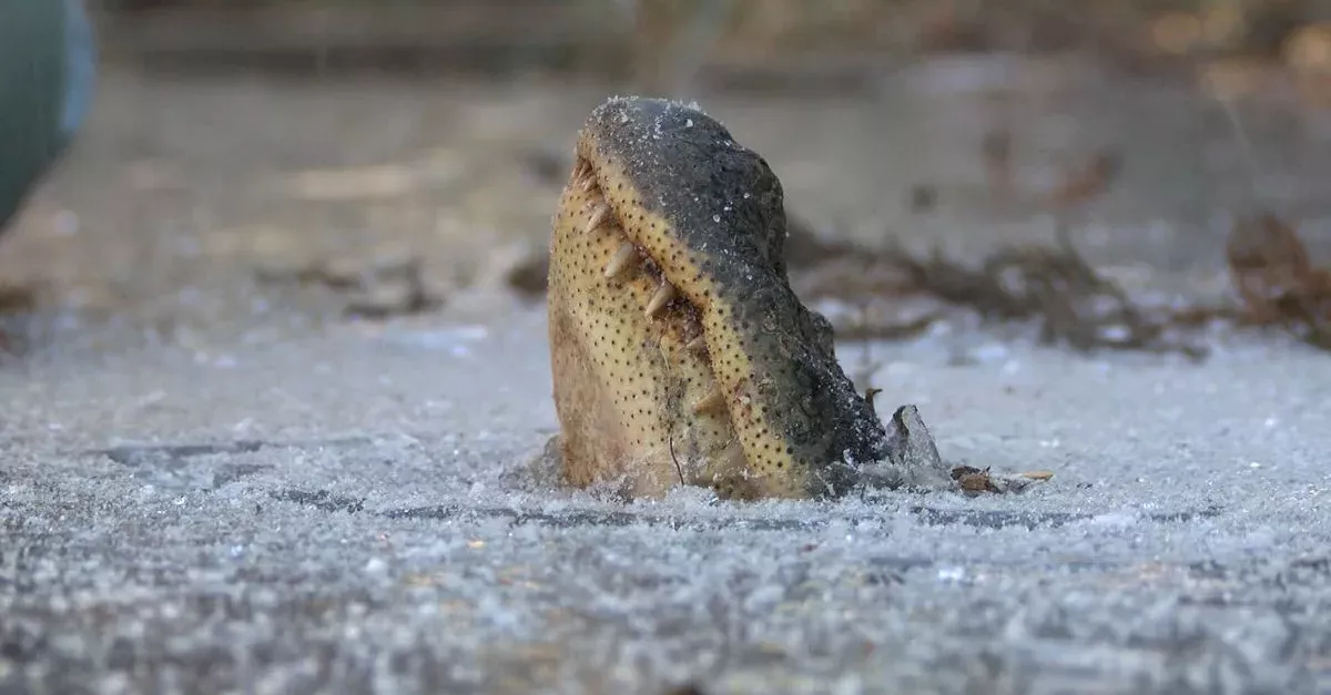 cold alligator