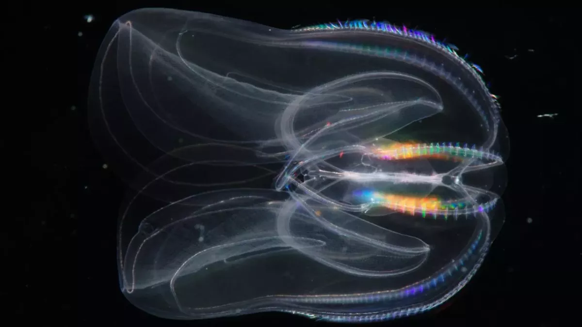 Comb Jelly