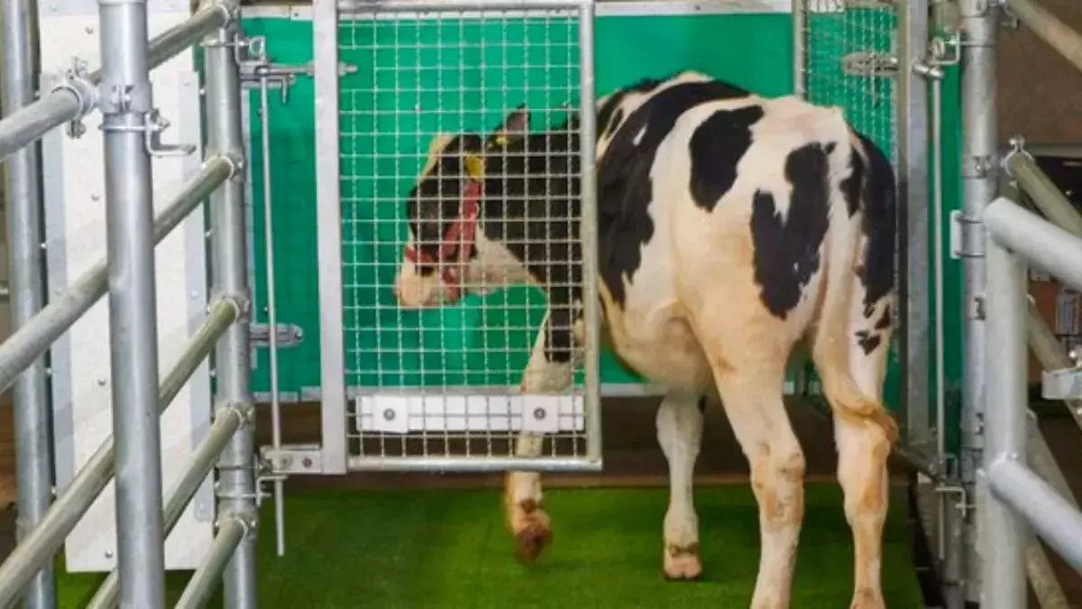 Cows undergo potty-training to help reduce urine pollution.