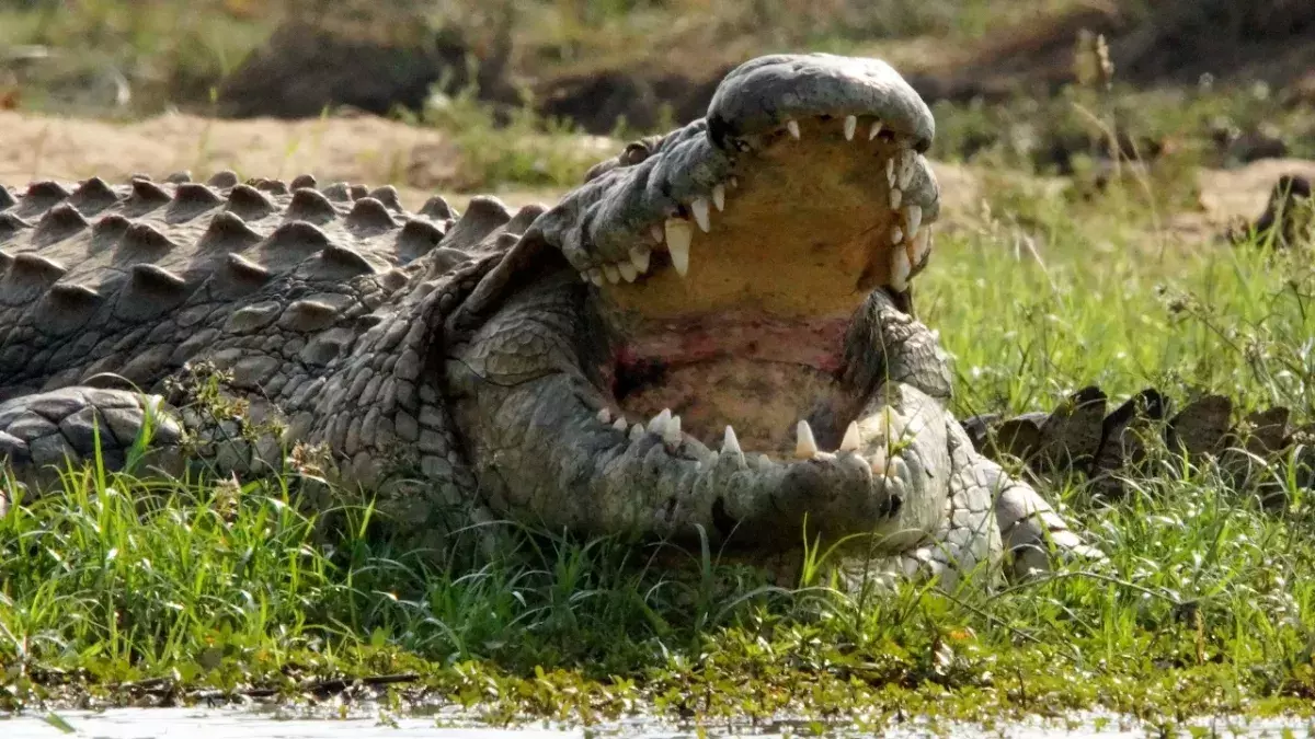 Crocodile attack