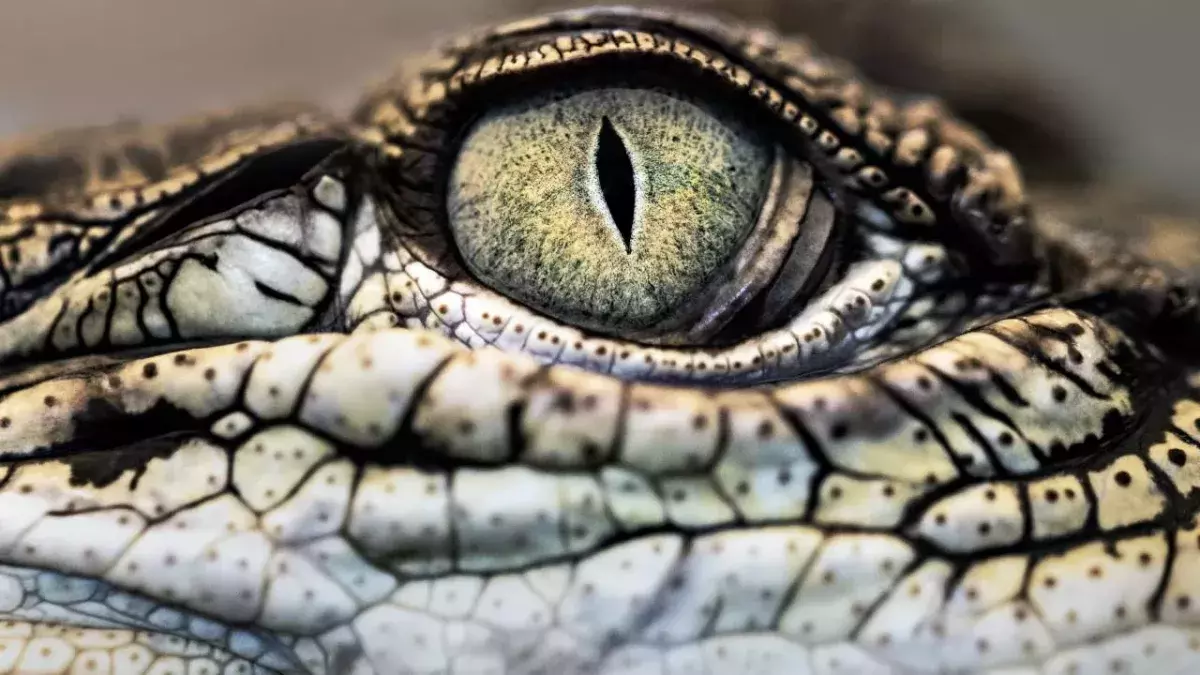 Crocodile eye