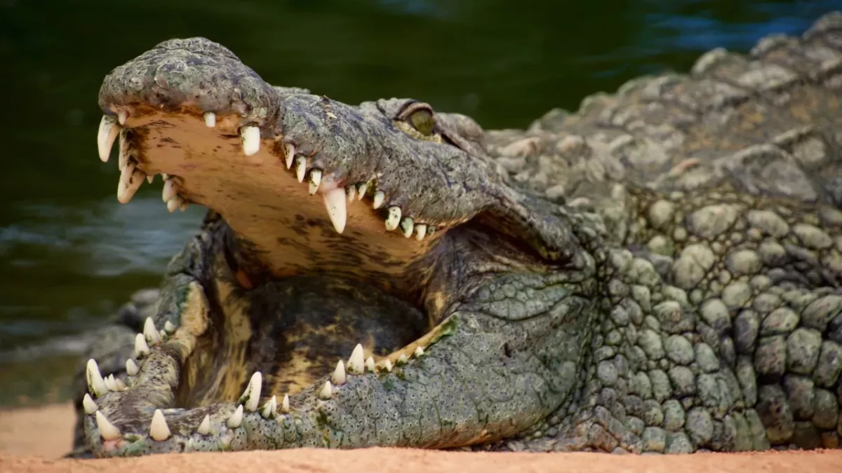This crocodile was making a meal out of a wildebeest...until something bigger came along