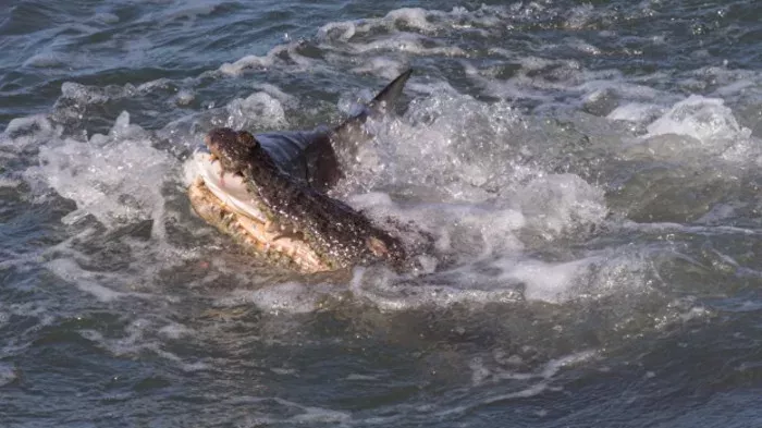Crocodile