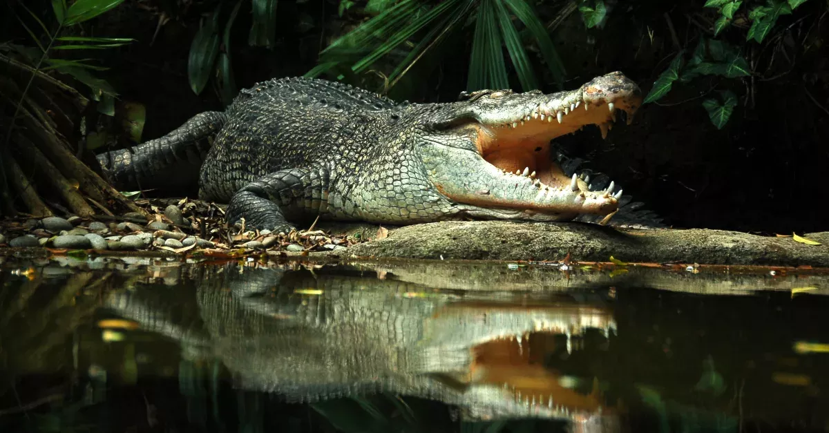 Crocodile