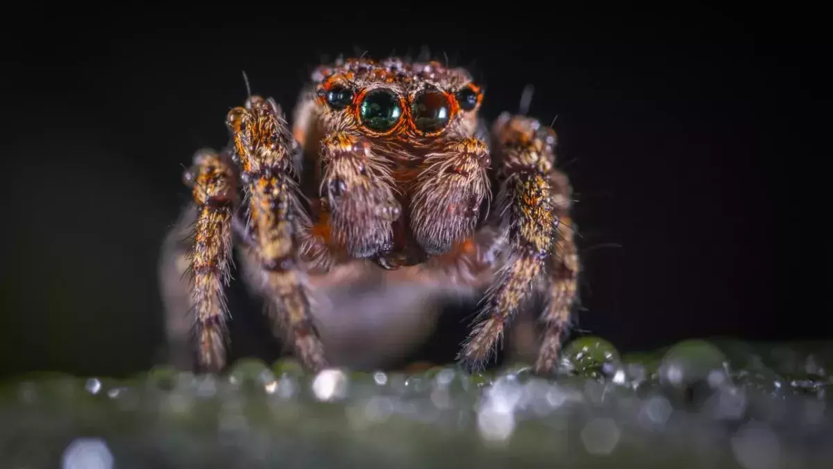 The cure for erectile dysfunction could be found in this spider's venom