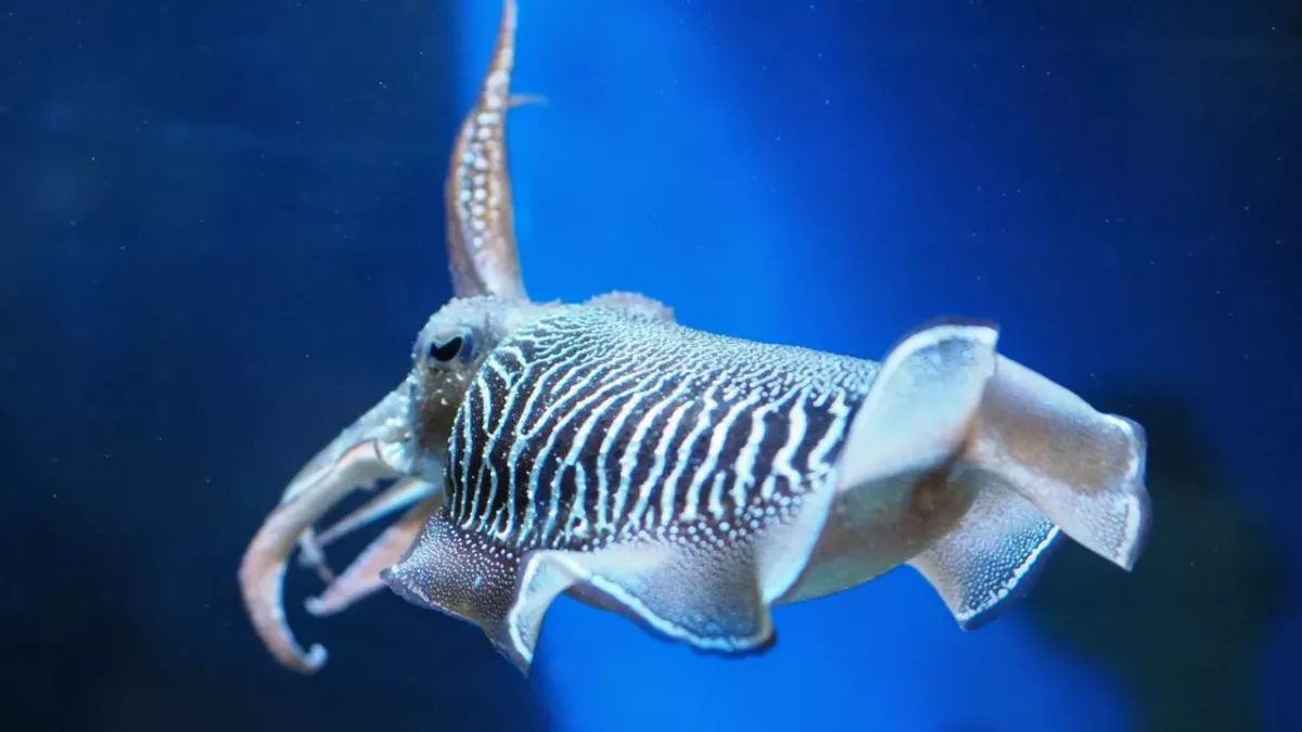 Cuttlefish can exhibit human-like delayed gratification, science finds 