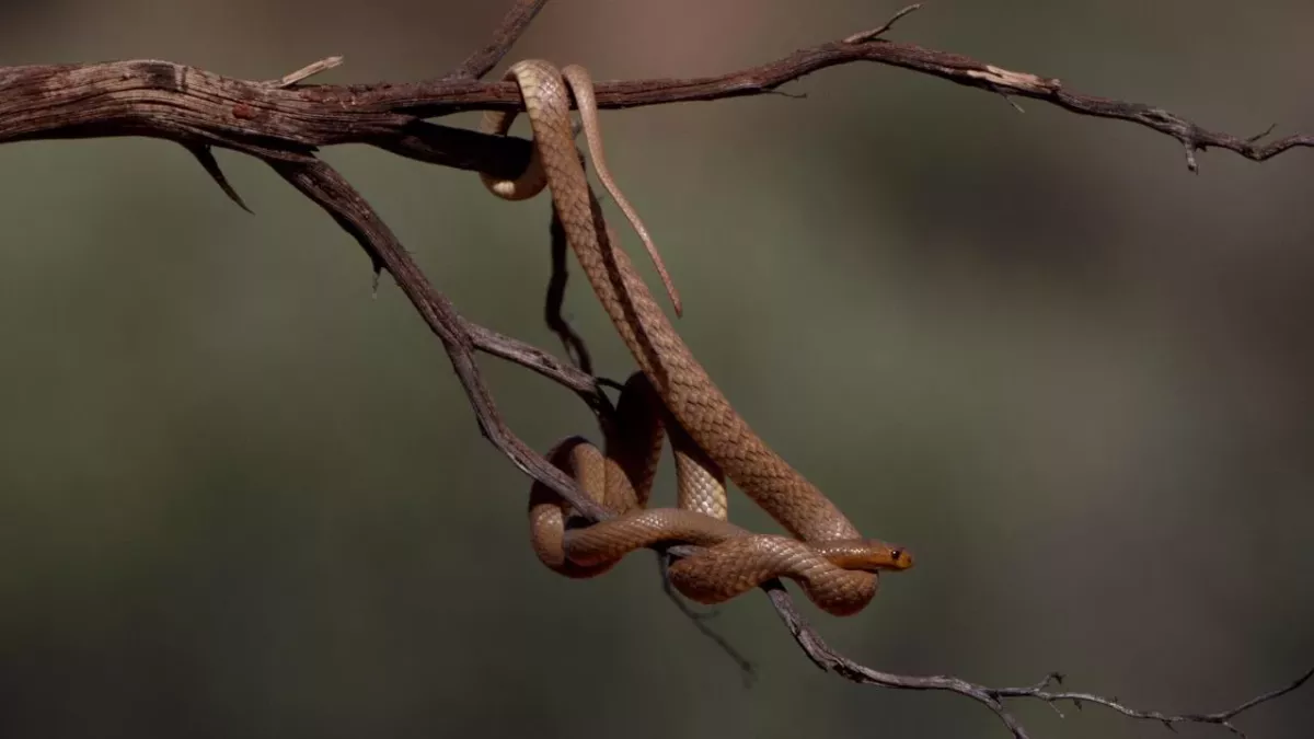 Deadly eastern brown snake