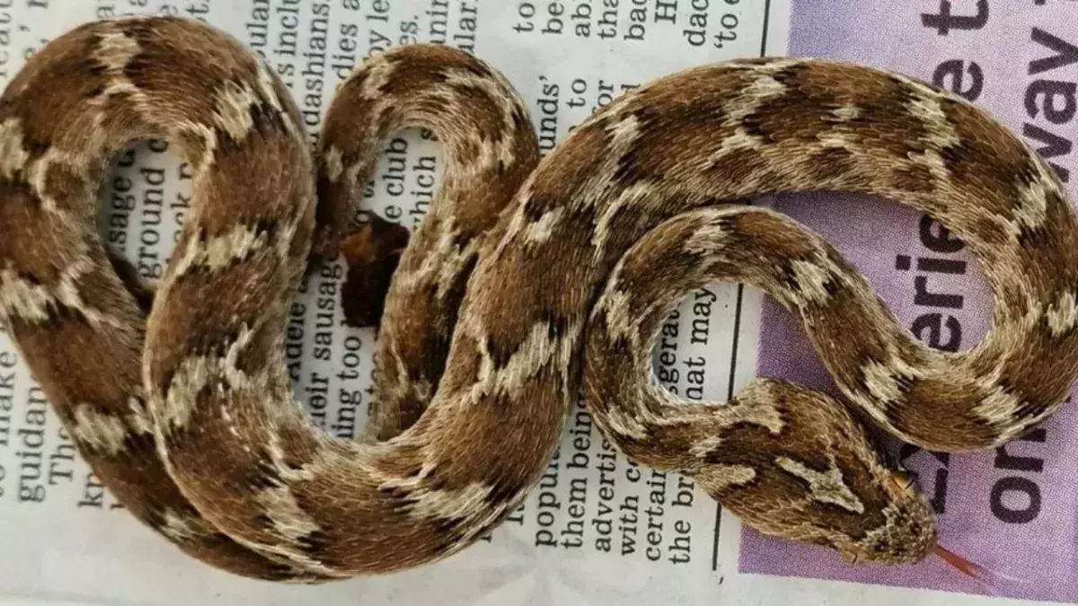Deadly snake found in the UK