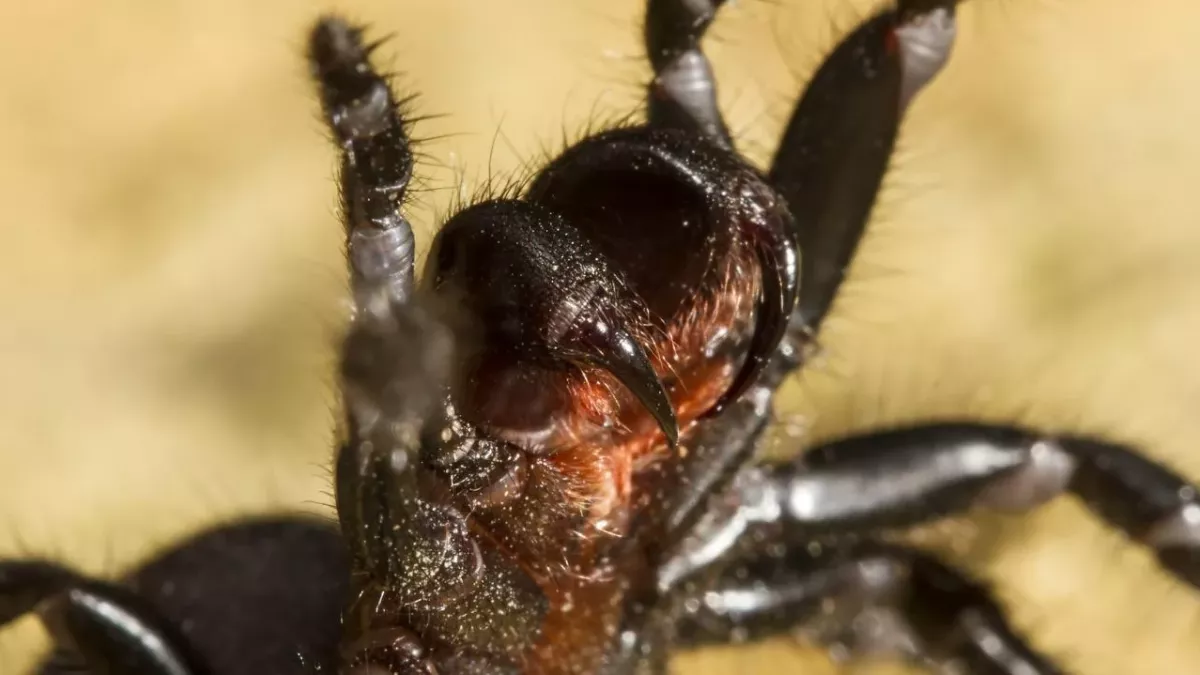 Deadly spider invasion in australia following floods